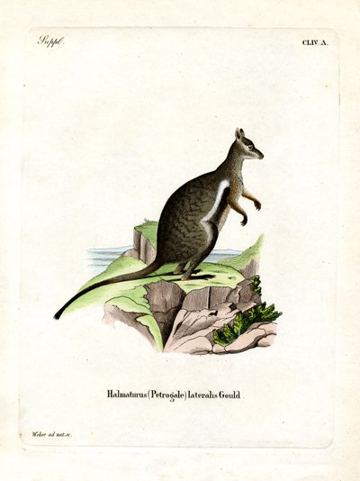 Wallaby de roca de pies negros de German School