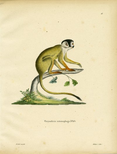 Mono Ardilla de Cabeza Negra de German School