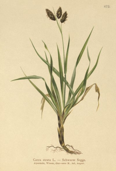 Juncia Alpina Negra (Carex atrata) de German School