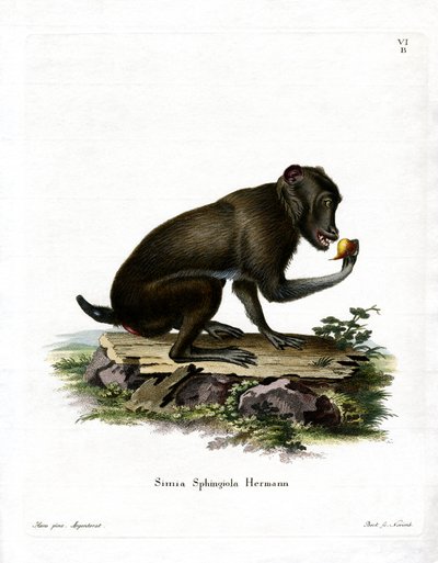 Babuino Negro de German School