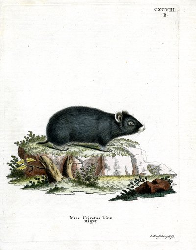 Hámster Negro de German School