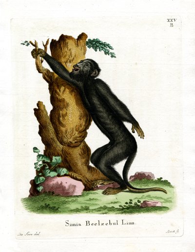 Aullador negro de German School