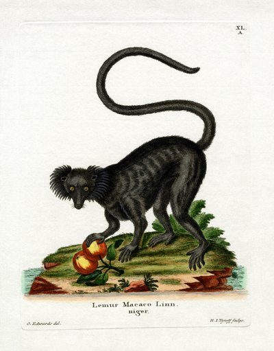 Lémur Negro de German School