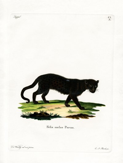 Leopardo Negro de German School