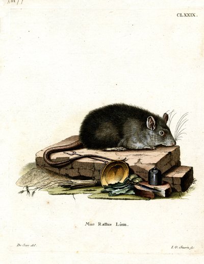 Rata Negra de German School