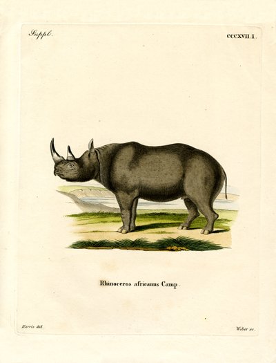 Rinoceronte Negro de German School