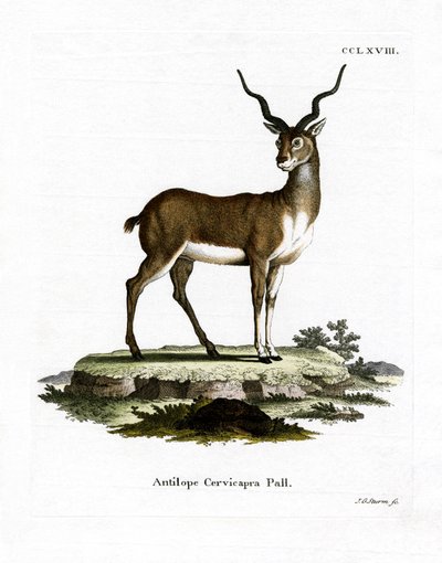 Antílope Negro de German School