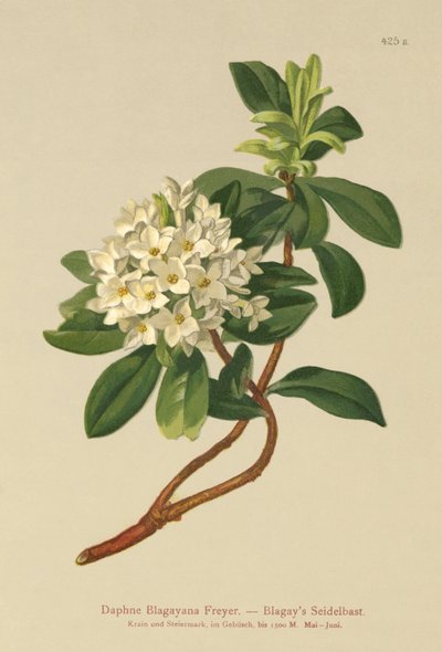 Dafne de Blagay (Daphne Blagayana Freyer) de German School