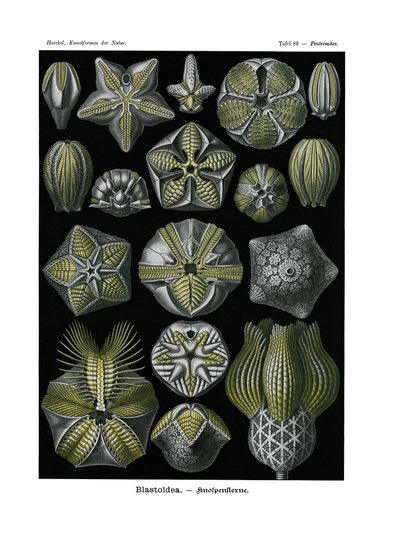 Blastoidea de German School