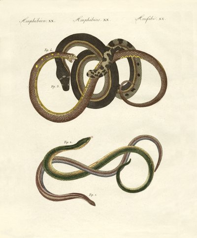 Culebras ciegas de German School