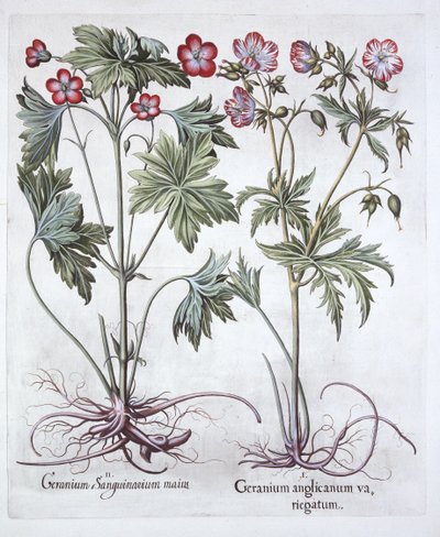 Geranio sanguíneo y geranio de raíz grande, de Hortus Eystettensis, por Basil Besler, pub. 1613 de German School