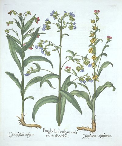 Alkanet azul y dos variedades de lengua de perro, de Hortus Eystettensis, por Basil Besler, pub. 1613 de German School