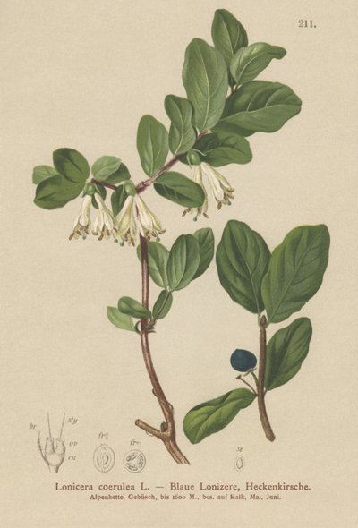 Madreselva azul (Lonicera caerulea, Lonicera coerulea) de German School