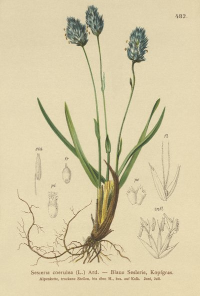 Hierba de Páramo Azul (Sesleria caerulea, Sesleria uliginosa) de German School