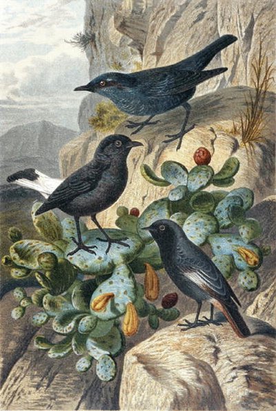 Roquero solitario, collalba negra y colirrojo, lámina de "Brehms Tierleben: Allgemeine Kunde des Tierreichs", vol 4, p. 57, publicado por Bibliographisches Institut de German School