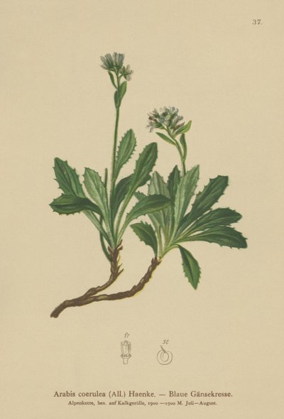 Berro azul (Arabis caerulea, Arabis coerulea) de German School