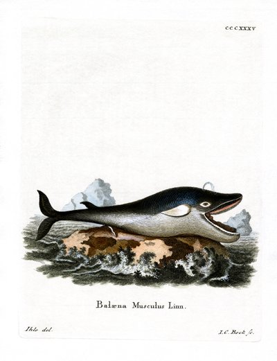 Ballena Azul de German School