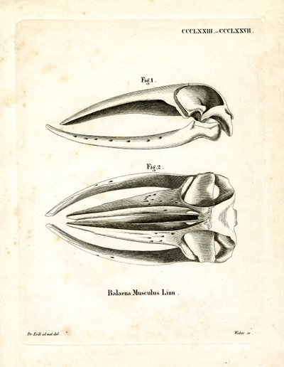 Cráneo de Ballena Azul de German School