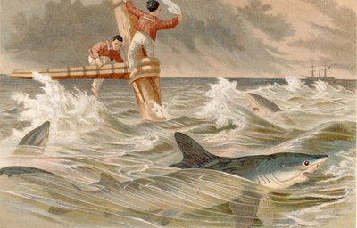 Tiburón azul, lámina de Brehms Tierleben: Allgemeine Kunde des Tierreichs, vol.8, p.438, publicado por Bibliographisches Institut, 1892 de German School