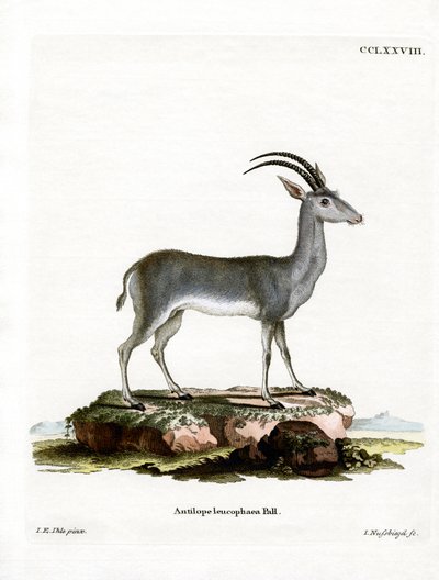 Bluebuck de German School