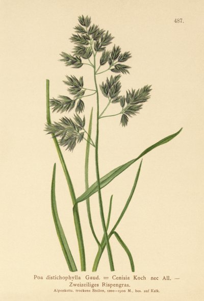 Poa distichophylla, Poa Cenisia, Poa contracta, Poa fontqueri, Poa oreophila, Poa psychrophila de German School