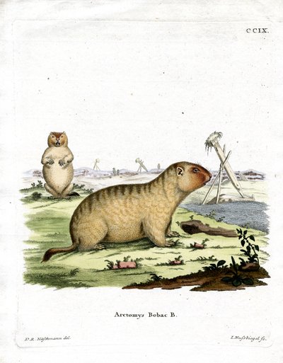 Marmota Bobac de German School