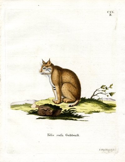 Lince Rojo de German School