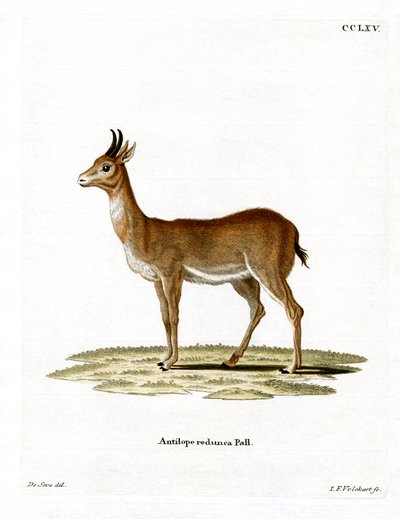 Bohor Reedbuck de German School