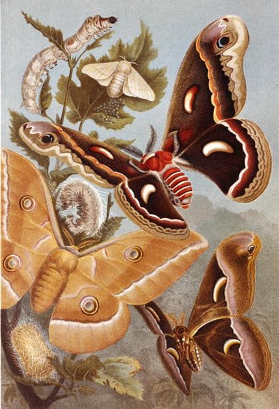 Polillas Bombycoid, lámina de "Brehms Tierleben: Allgemeine Kunde des Tierreichs", vol.9, p.410, publicado por Bibliographisches Institut de German School