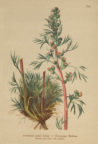 Ajenjo boreal (Artemisia nana, Artemisia borealis) de German School