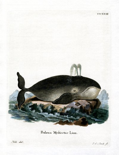 Ballena de Groenlandia de German School