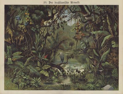 Selva tropical brasileña de German School