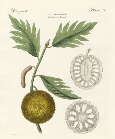 Fruta del pan de German School