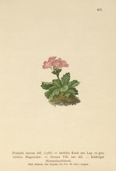 Primavera de hoja ancha (Primula viscosa, Primula latifolia, Primula hirsuta) de German School