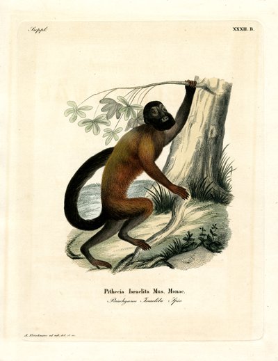 Saki Barbudo de Espalda Marrón de German School