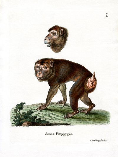 Babuino marrón de German School