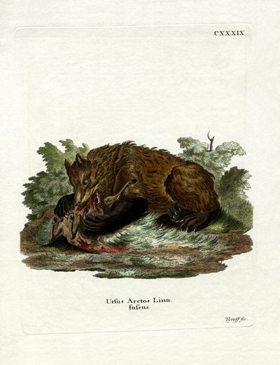 Oso pardo de German School