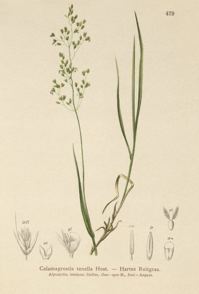 Bent Marrón (Agrostis schraderiana, Agrostis agrostiflora, Agrostis stricta, Agrostis vinealis, Calamagrostis tenella) de German School