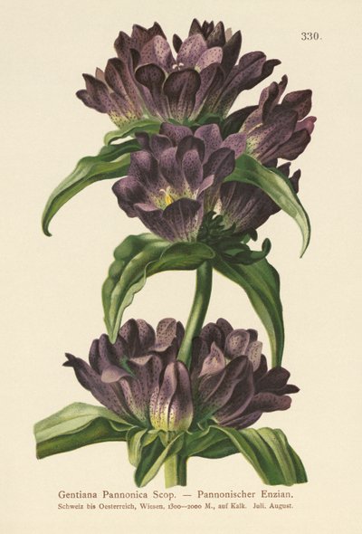 Genciana marrón (Gentiana Pannonica) de German School