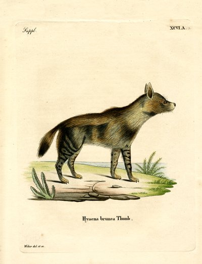 Hiena Marrón de German School