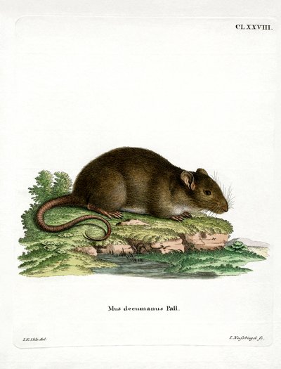 Rata parda de German School