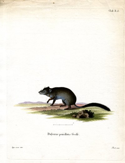 Phascogale de Cola Cepillada de German School