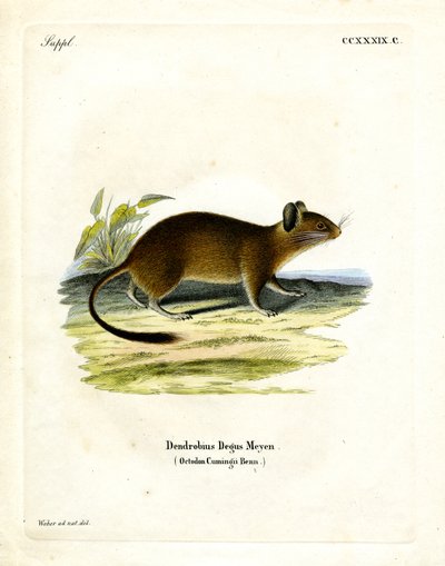 Rata de cola de cepillo de German School