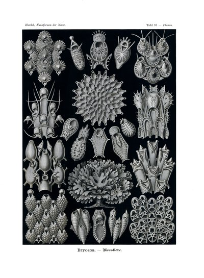 Bryozoa, 1899-1904 de German School