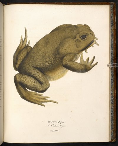 Bufo auga, el sapo de caña o sapo marino gigante, de 