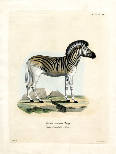 Cebra de Burchell de German School