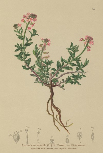 Iberis quemada (Aethionema saxatile, Thlaspi saxatile) de German School