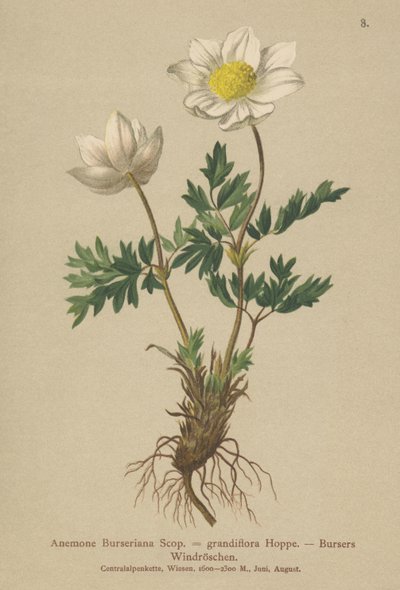 Anémona de Bursers (Anemone Burseriana, Anemone grandiflora) de German School