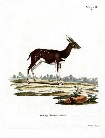 Antílope jeroglífico de German School
