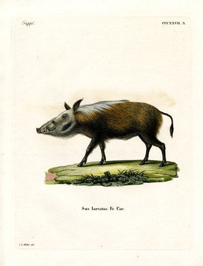 Cerdo Salvaje de German School